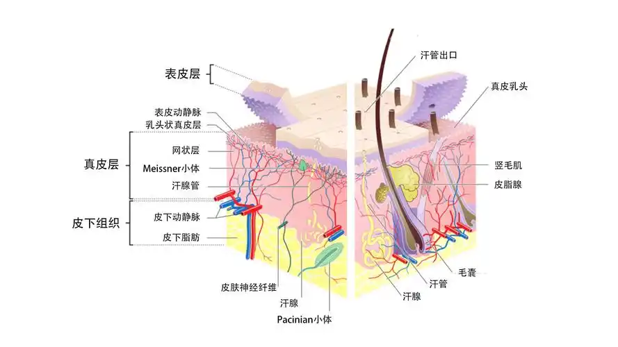 除了指纹意外,人的皮肤下有着复杂的结构,例如动静脉血管,汗腺,皮下