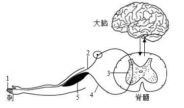 如图是缩手反射示意图,请据图回答下列问题.