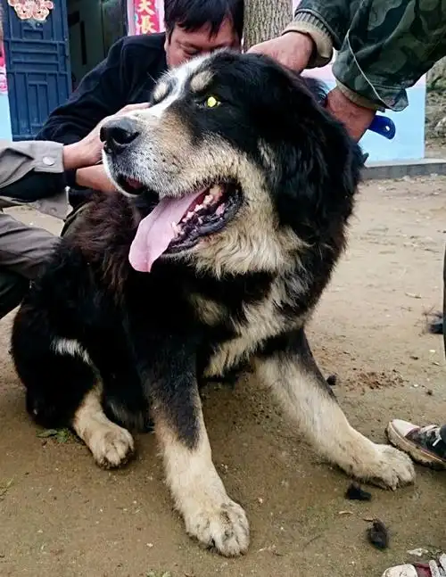 混血藏獒有想买的吗