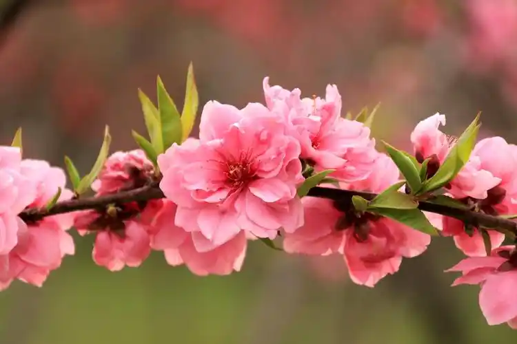 三月桃花开,美醉了!