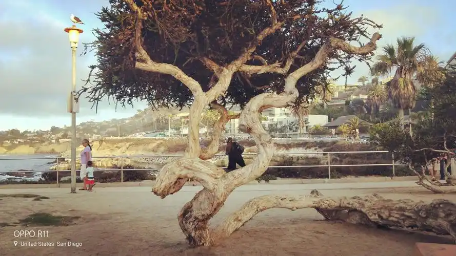 (美国之行)拉霍亚海湾海狮家族,大海澎湃,怪树,海鸟夕阳晚霞风光