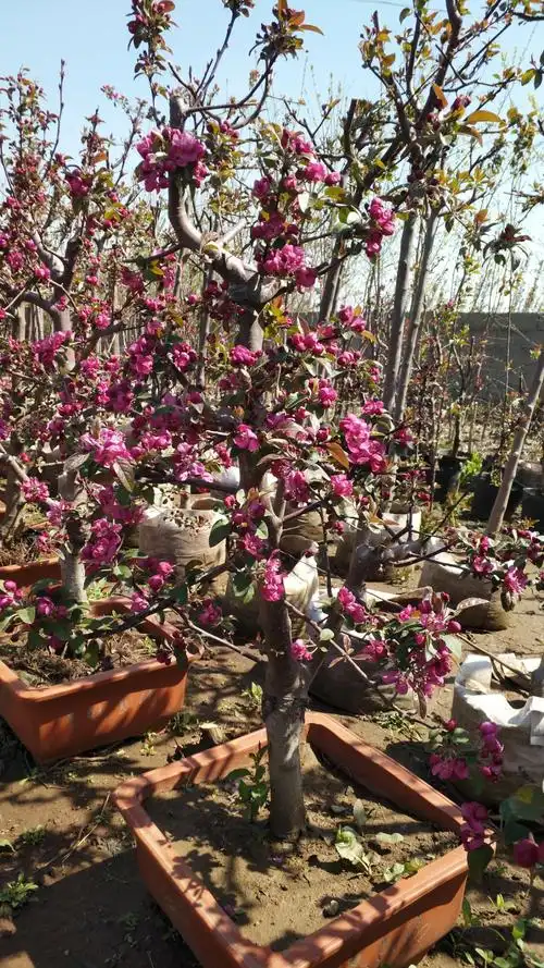 临沂市青山花木海棠