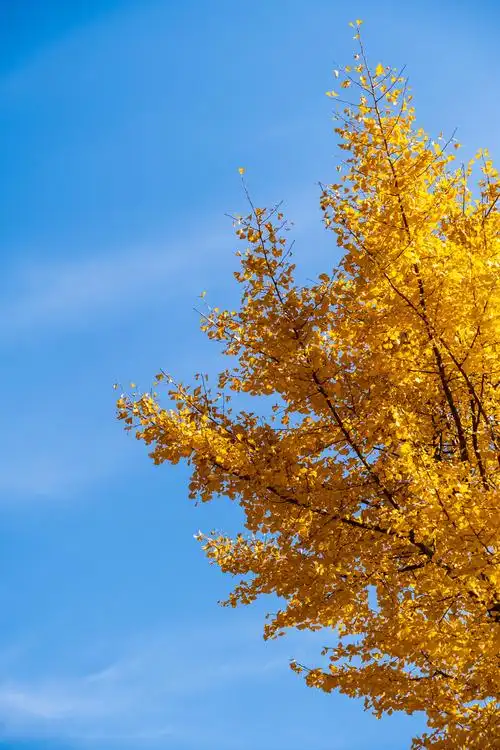 白果树叶 叶子 树叶 秋天 黄色的树叶  指南村的银杏树 叶子 银杏叶