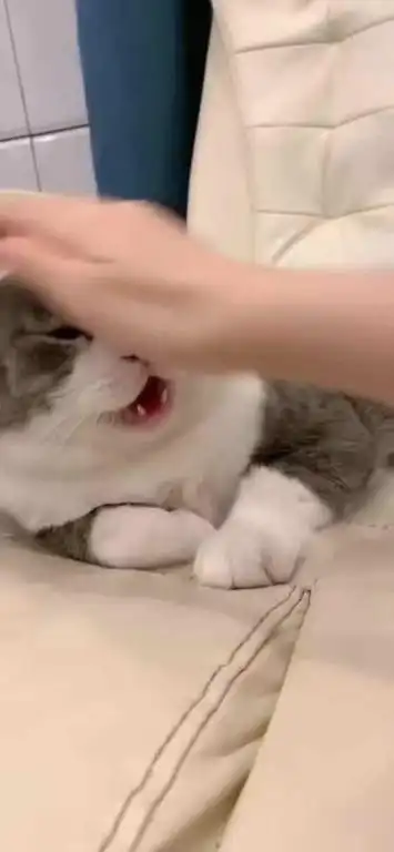 哈哈哈哈它的脸好软