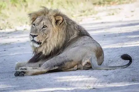 公狮子生殖图片图片