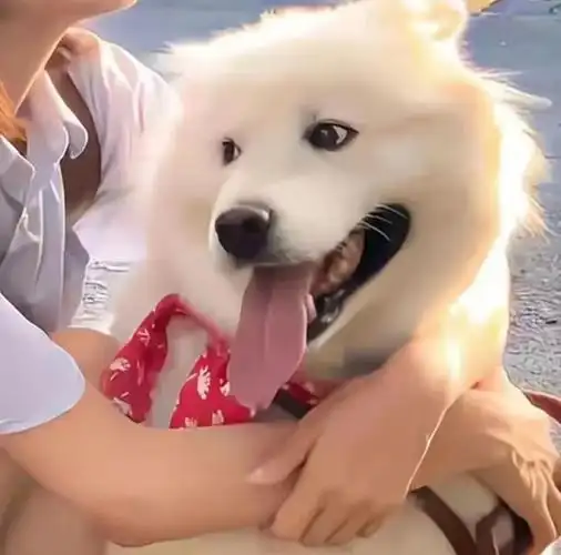 对象不是人系列情头  #对象不是人系列  #情侣头像  #狗狗头像