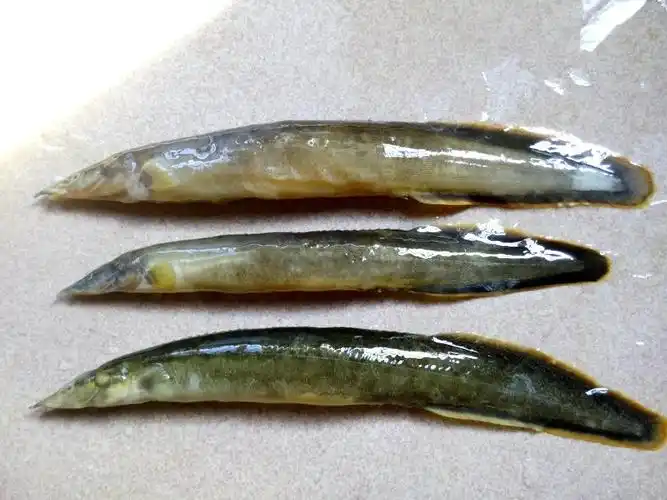 这种鱼叫什么名字?