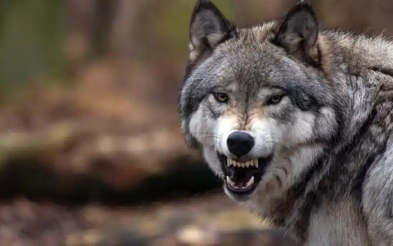 狼特写,咧嘴,愤怒,森林 壁纸 - 1280x800