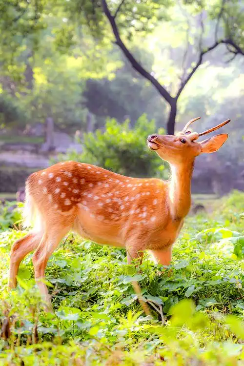 南京·明孝陵·梅花鹿|摄影|宠物摄影|诗说江南 - 原创作品 - 站酷