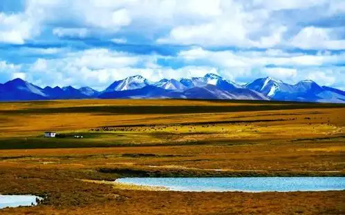 草原篇之------那曲高寒草原.