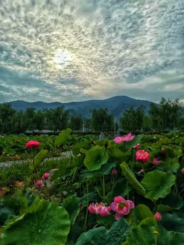 蓝天白云荷花红