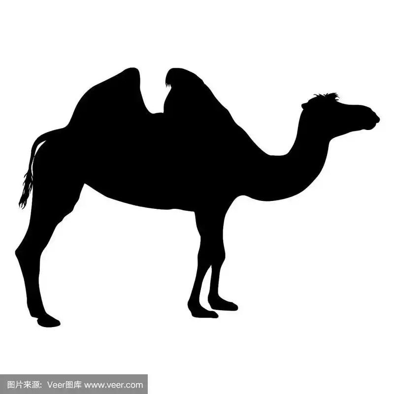 白色背景上骆驼的剪影
