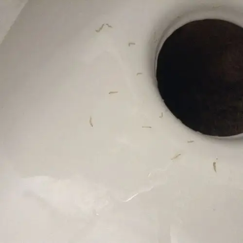 便池出现了白色蠕动小虫子!急求怎么回事!