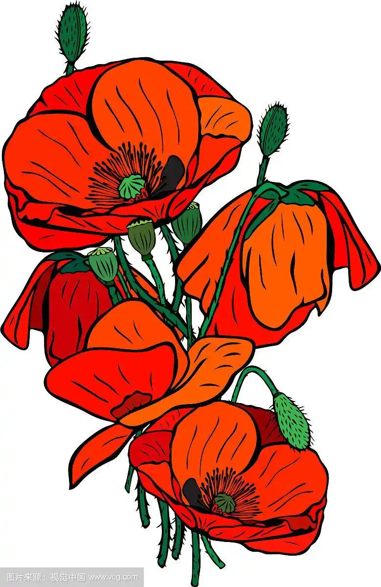 手绘一束盛开的红色罂粟花