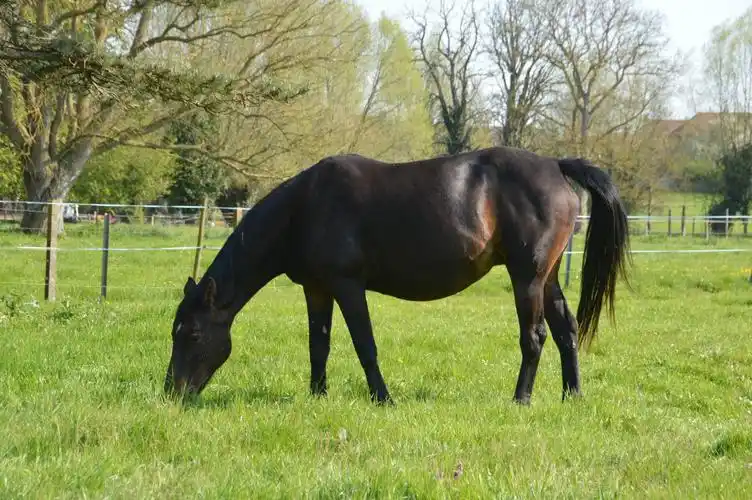 牧场吃草的黑色骏马图片1280x800分辨率查看