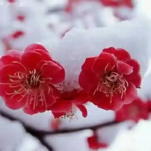 梅花飘雪74292078头像