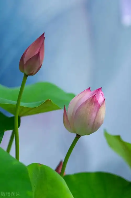 50张唯美禅意风景图片.高清淡雅意境壁纸,让人心静的自然美图