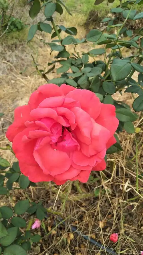 今天市内一日游看看我拍的花好漂亮