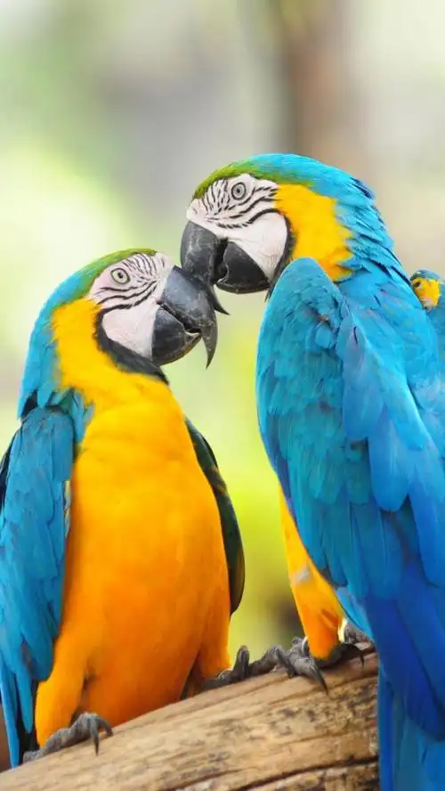 手机壁纸:动物世界