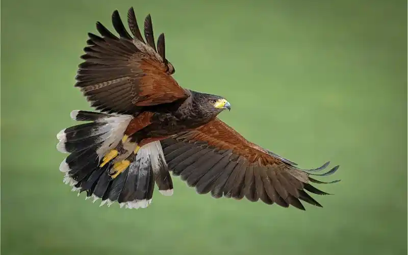 壁纸 捕食者,鹰,翅膀,绿色背景