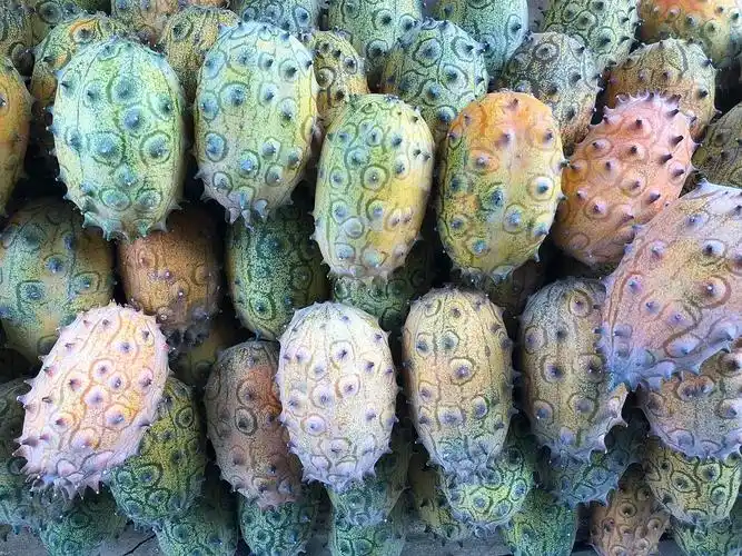 长相奇怪的水果密恐者慎入