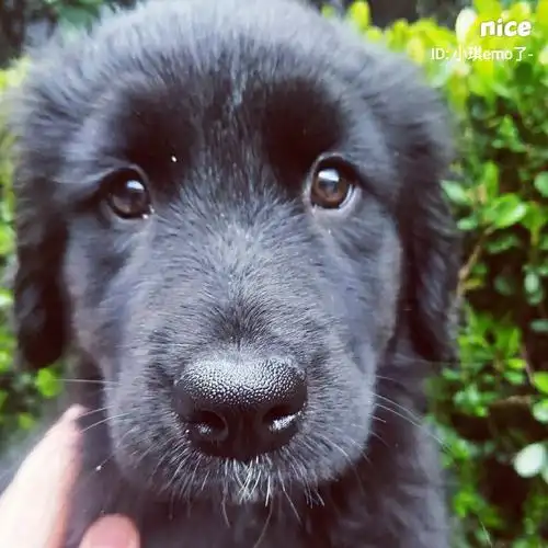 又是可爱的小黑毛