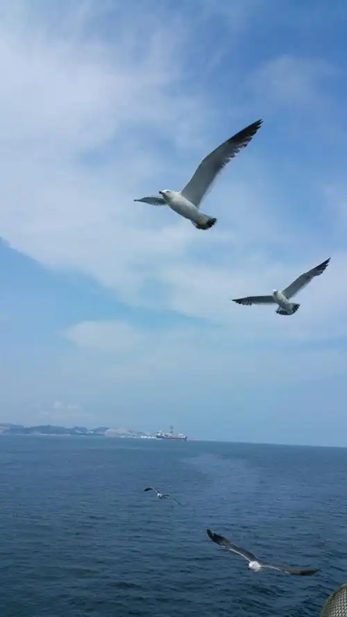 大海,轮船,海鸥,蓝天,美景