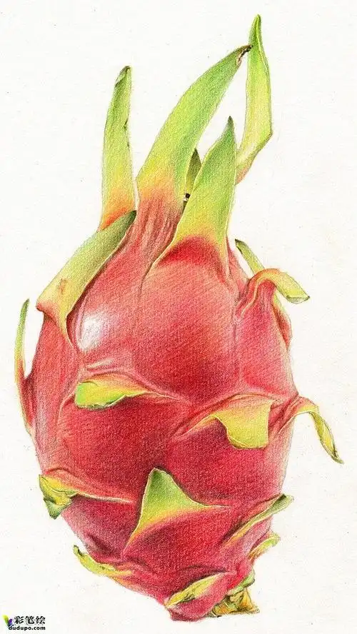 彩铅画果实转载彩铅画水彩画素描入门彩铅画欣赏彩笔绘dudupocom