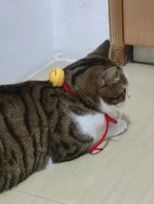 猫项圈的正确戴法