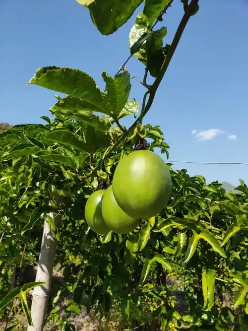 百香果又叫鸡蛋果,爱情果,学名西番莲.