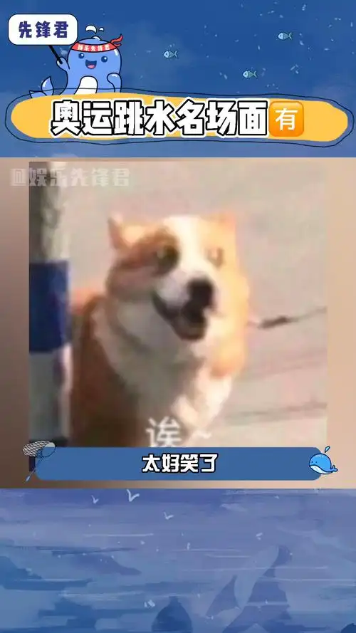 简直是奥运跳水鉴赏大会笑拉了