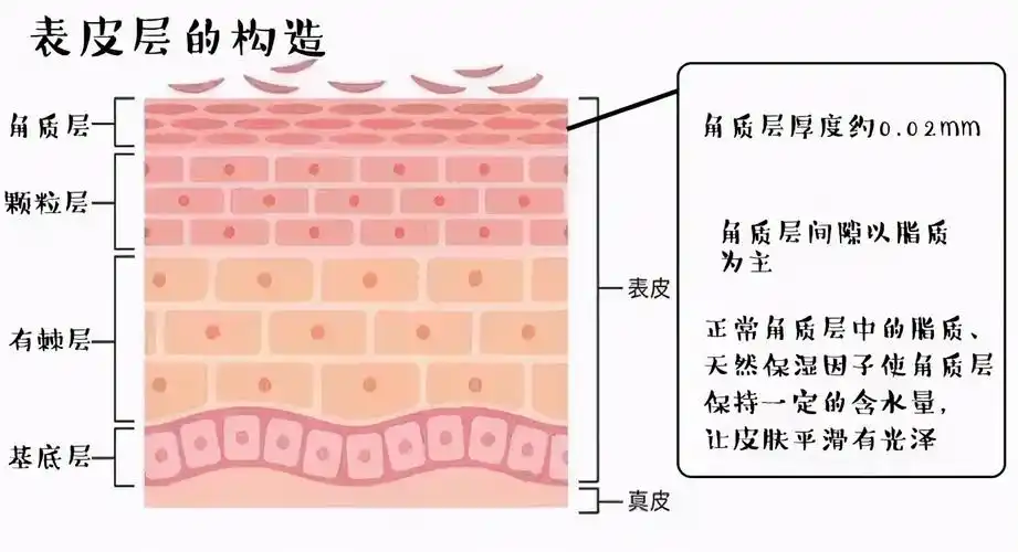 角质层薄怎么办 怎么判断角质层薄还是厚-千百号