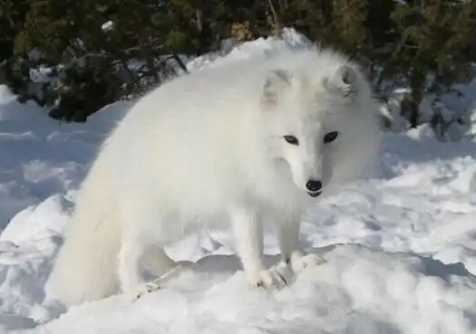 展开全部 这个是白狐狸 向左转  向右转