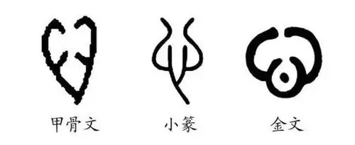 不忘初心的"心"字在甲骨文中是一个"包形的内脏器官"的形象,而金文在