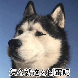 怎么gif倒霉gif哈士奇gif二哈gif搞怪gif逗gif