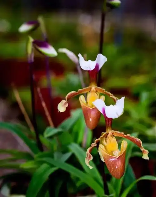 每周一花花开正当时小叶兜兰