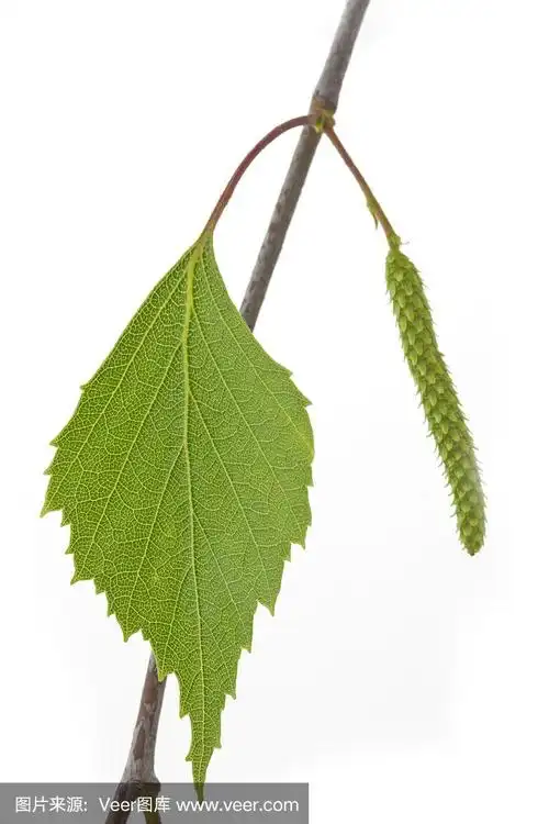 春天白桦的叶子(桦树)在白色的背景上