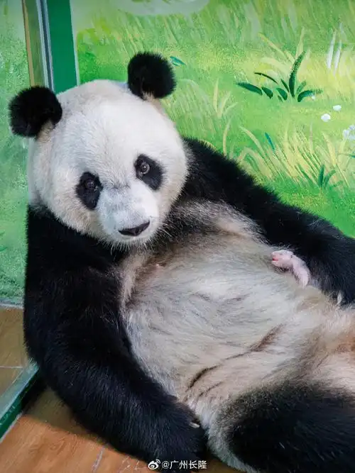 壁纸 大熊猫 动物 690_920 竖版 竖屏 手机