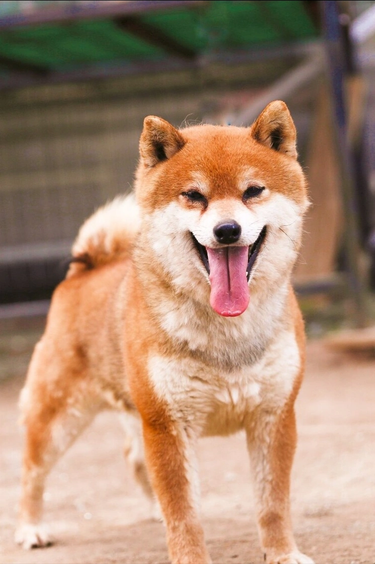 这些狗狗,掉毛多,能承受的不是一般人!