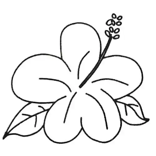 6款扶桑花简笔画图片简笔画扶桑花的简单画法