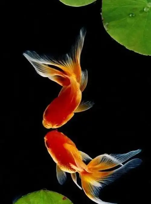 卡通鱼图片卡通鱼图片唯美