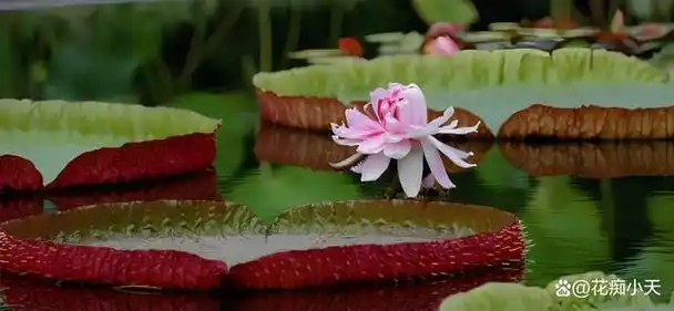 是睡莲科王莲属的大型多年生水生植物,以拥有世界上最大面积的浮水叶