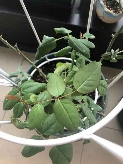 问一下大神,月季的叶子往背后卷是为啥?