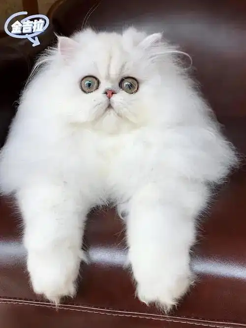 金吉拉是人类以波斯猫和安哥拉猫繁殖培育而成的波斯猫的一支.