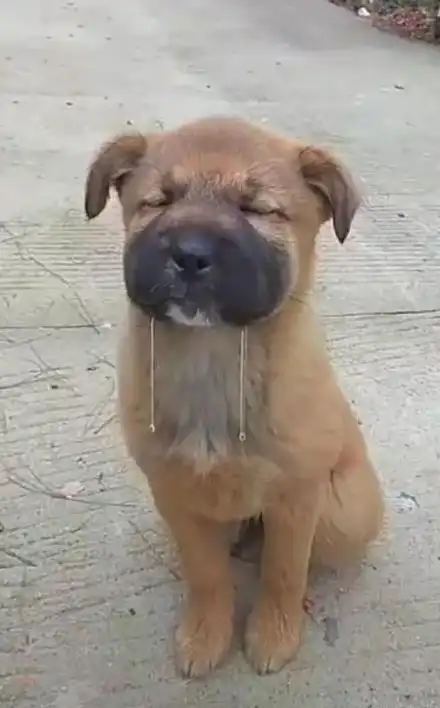 手里拎着一袋烧鸭让狗狗闻到后垂涎三尺两行口水让人笑喷了