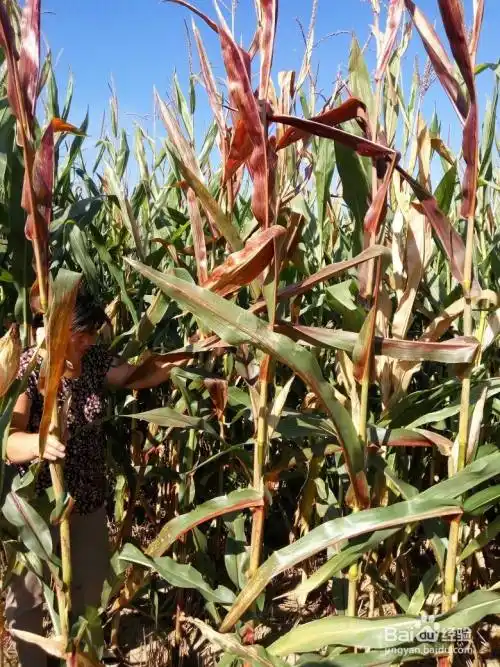 紫杆紫叶的玉米是咋回事