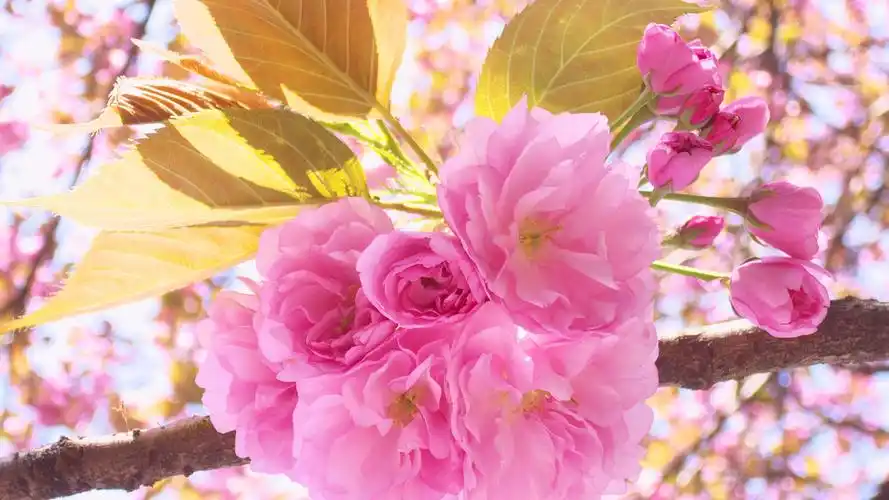 唯美春天樱花清新高清桌面壁纸