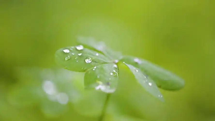 图集介绍:叶子露水小清新治愈护眼唯美风景图片,是一些优质公认好看的