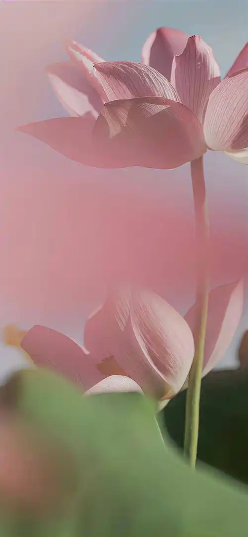 壁纸 | 67超好看的文艺ins风锁屏壁纸