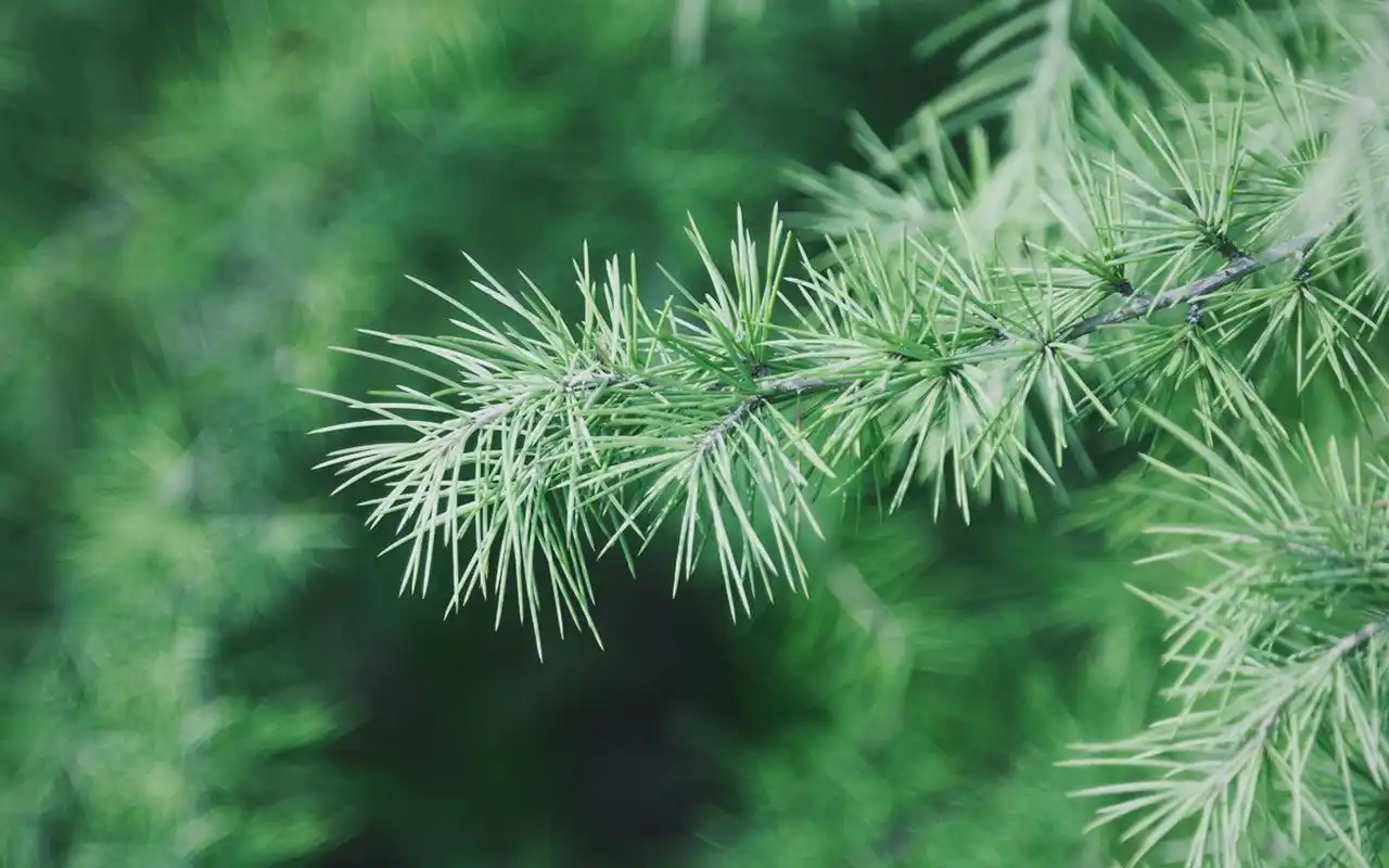 绿色植物护眼高清图片电脑壁纸